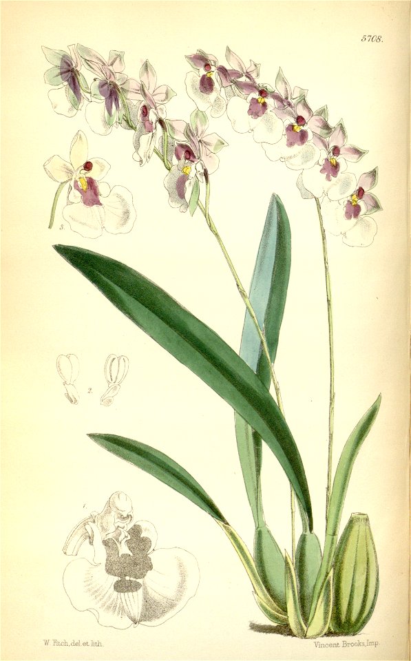 Oncidium nubigenum (Caucaea nubigena ) (as Oncidium cucullatum)-Curtis 94-5708 (1868)