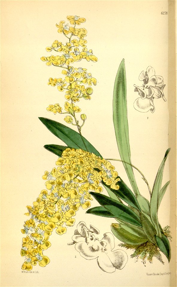 Oncidium cheirophorum