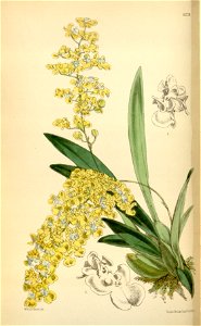 Oncidium cheirophorum. Free illustration for personal and commercial use.