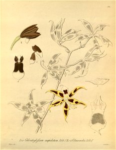 Oncidium × mulus (as Odontoglossum cuspidatum) - Oncidium leucomelas (as Odontoglossum leucomelas) - Xenia 2 pl 184. Free illustration for personal and commercial use.