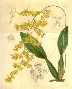 Oncidium cornigerum. Free illustration for personal and commercial use.