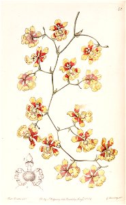 Oncidium divaricatum (as Oncidium pulvinatum) - Edwards vol 25 (NS 2) pl 42 (1839)