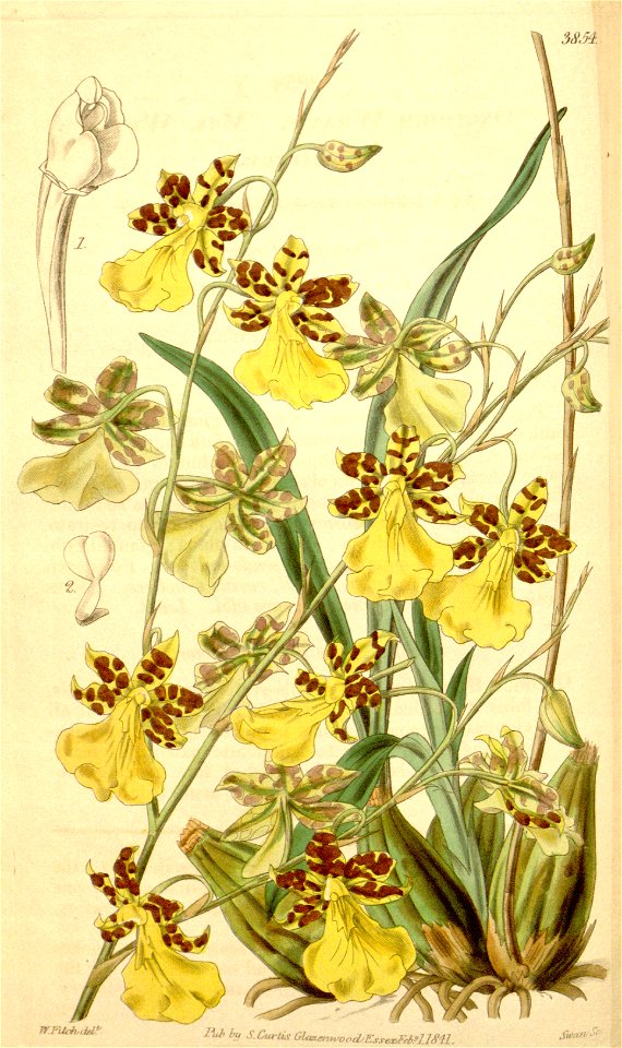 Oncidium graminifolium (as Oncidium wrayae) - Curtis' 67 (N.S. 14) pl. 3854 (1841)