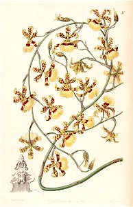 Oncidium sphacelatum - Edwards vol 28 (NS 5) pl 30 (1842). Free illustration for personal and commercial use.