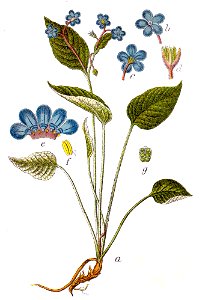 Omphalodes verna Sturm5