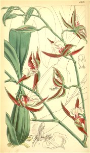 Oncidium cariniferum (as Odontoglossum hastilabium var. fuscatum) - Curtis' 82 (Ser. 3 no. 12) pl. 4919 (1856). Free illustration for personal and commercial use.