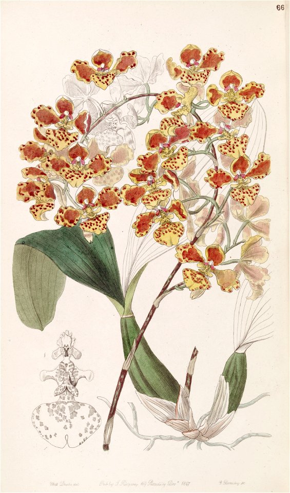 Oncidium amictum - Edwards vol 33 (NS 10) pl 66 (1847)