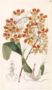 Oncidium amictum - Edwards vol 33 (NS 10) pl 66 (1847). Free illustration for personal and commercial use.