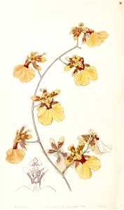Oncidium reflexum (as Oncidium pelicanum) - Edwards vol 33 (NS 10) pl 70 (1847)