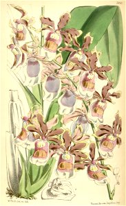 Oncidium fuscatum (as Miltonia warszewiczii) - Curtis' 96 (Ser. 3 no. 26) pl. 5843 (1870). Free illustration for personal and commercial use.