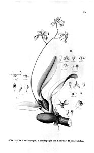 Oncidium micropogon- Oncidium barbatum (as Oncidium suscephalum)-Fl.Br.3-6-65. Free illustration for personal and commercial use.