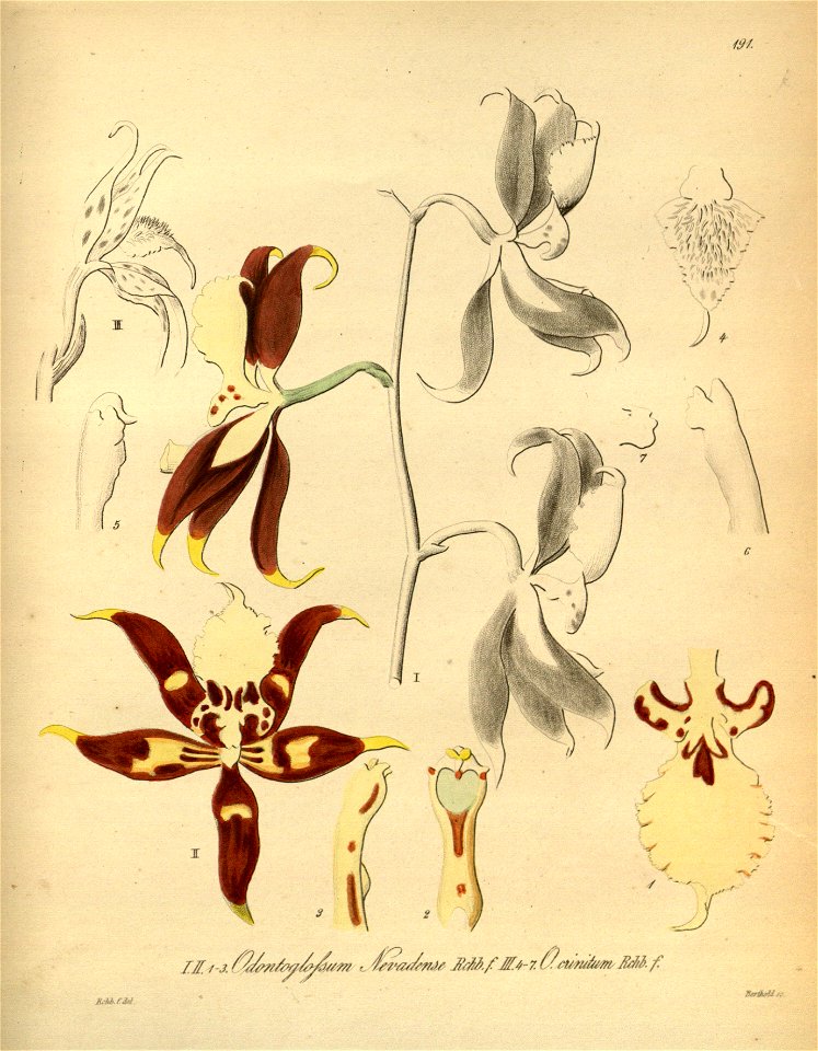 Oncidium nevadense (as Odontoglossum nevadense) - Oncidium crinitum (as Odontoglossum crinitum) - Xenia 2 pl 191