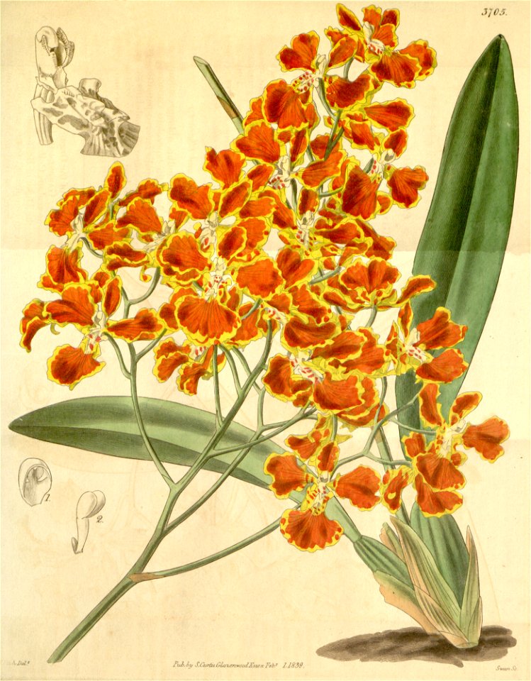 Oncidium forbesii-Curtis 65-3705 (1839)