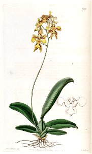 Oncidium ciliatum - Edwards vol 20 pl 1660 (1835). Free illustration for personal and commercial use.
