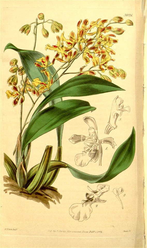 Oncidium cruciatum (as Oncidium pubes var. flavescens) - Curtis' 68 (N.S. 15) pl. 3926 (1842)