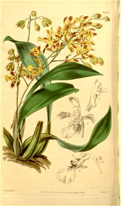 Oncidium cruciatum (as Oncidium pubes var. flavescens) - Curtis' 68 (N.S. 15) pl. 3926 (1842). Free illustration for personal and commercial use.
