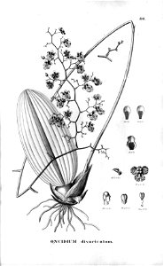 Oncidium divaricatum-Fl.Br.3-6-80