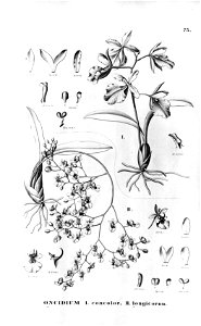Oncidium concolor - Oncidium longicornu-Fl.Br.3-6-75. Free illustration for personal and commercial use.