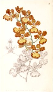 Oncidium gardneri (as Oncidium curtum) - Edwards vol 33 (NS 10) pl 68 (1847). Free illustration for personal and commercial use.
