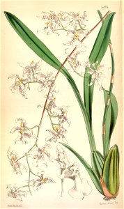 Oncidium incurvum-Curtis 80-4824 (1854). Free illustration for personal and commercial use.
