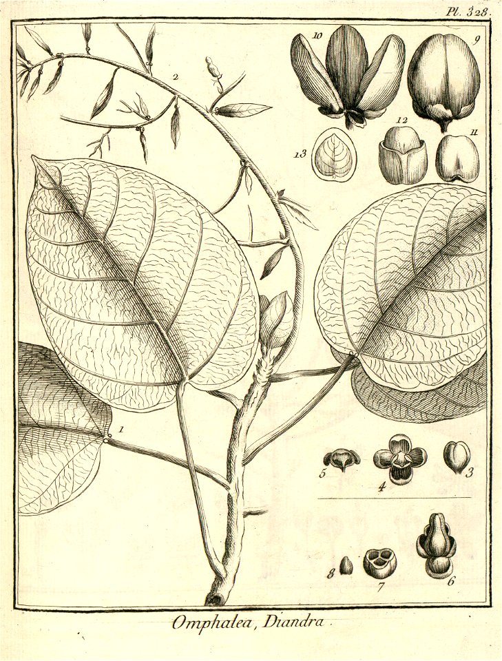 Omphalea diandra Aublet 1775 pl 328