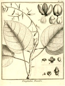 Omphalea diandra Aublet 1775 pl 328