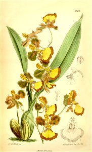 Oncidium praetextum. Free illustration for personal and commercial use.