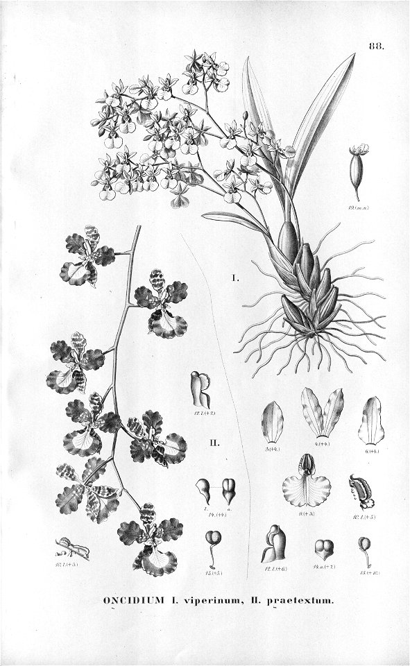 Oncidium viperinum and Oncidium praetextum-Fl.Br.3-6-88
