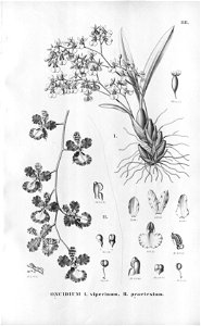 Oncidium viperinum and Oncidium praetextum-Fl.Br.3-6-88. Free illustration for personal and commercial use.