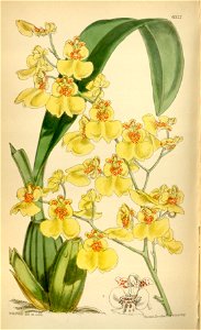 Oncidium varicosum (as Oncidium euxanthinum) - Curtis' 103 (Ser. 3 no. 33) pl. 6322 (1877). Free illustration for personal and commercial use.