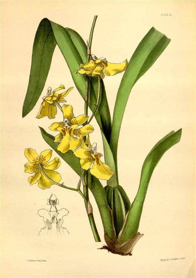 Oncidium sessile Paxton 021
