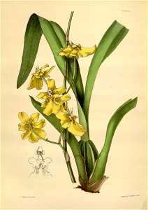 Oncidium sessile Paxton 021