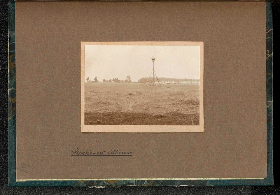 Ooievaarsnest in een weiland bij Alkmaar met op de achtergrond een windmolen