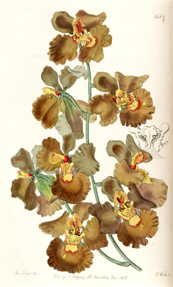 Oncidium crispum - Edwards vol 23 pl 1920 (1837). Free illustration for personal and commercial use.