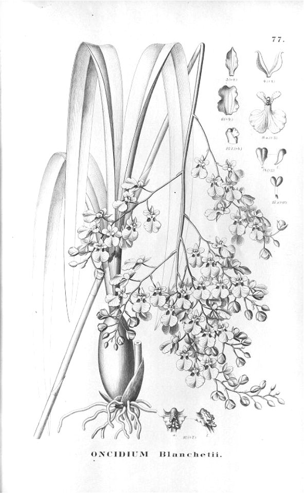 Oncidium blanchetii