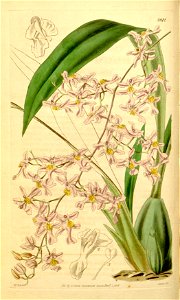 Oncidium ornithorhynchum - Curtis' 68 (N.S. 15) pl. 3912 (1842). Free illustration for personal and commercial use.