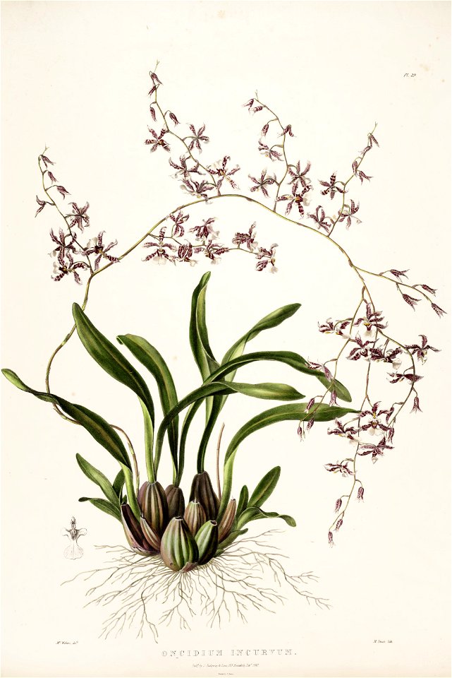 Oncidium incurvum-Bateman Orch. Mex. Guat. pl. 29 (1841)