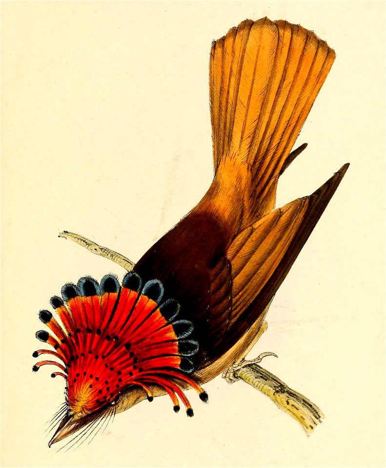 Onychorhynchus coronatus coronatus from above 1841
