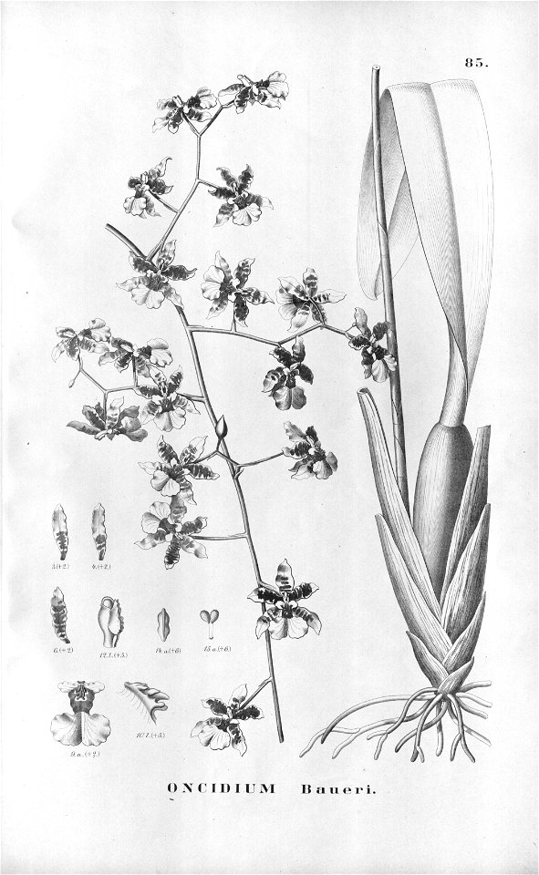 Oncidium baueri . .Flora Brasiliensis 3-6-85