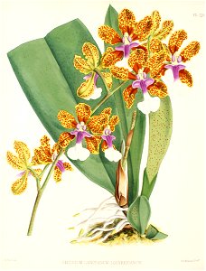Oncidium lanceanum111