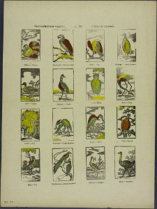 Onderscheidene vogelen-Catchpenny print-Borms 0045