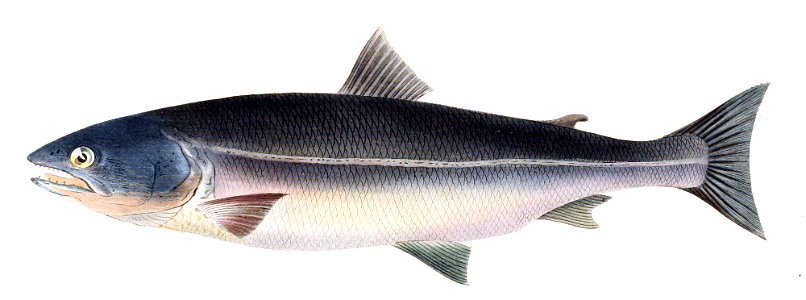 Oncorhynchus masou