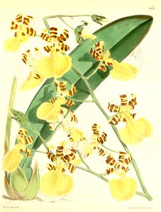Oncidium (Trichocentrum ) splendidum (as Oncidium tigrinum)-Curtis 97-5878 (1871). Free illustration for personal and commercial use.