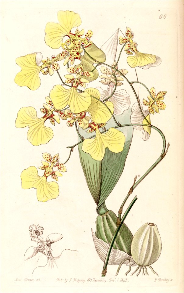 Oncidium bicolor - Edwards vol 29 (NS 6) pl 66 (1843)
