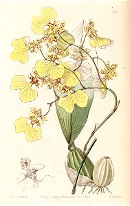 Oncidium bicolor - Edwards vol 29 (NS 6) pl 66 (1843). Free illustration for personal and commercial use.