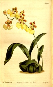 Oncidium bifolium. Free illustration for personal and commercial use.