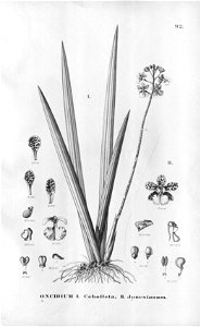 Oncidium cebolleta - Oncidium jonesianum-Fl.Br.3-6-92. Free illustration for personal and commercial use.