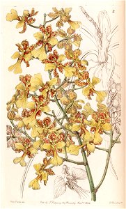 Oncidium cebolleta or Trichocentrum cebolleta - Edwards vol 28 (NS 5) pl 4 (1842). Free illustration for personal and commercial use.