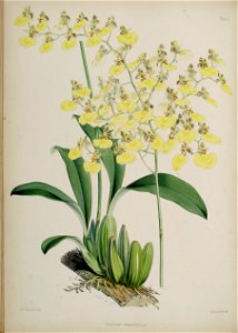 Oncidium chrysothyrsus