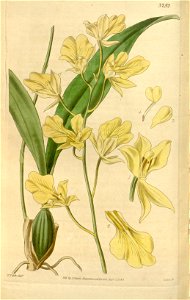 Oncidium concolor - Curtis' 66 (N.S. 13) pl. 3752 (1840)